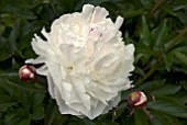 PAEONIA DUCHESSE DE NEMOURS