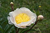 PAEONIA LACTIFLORA CHEDDAR CHARM