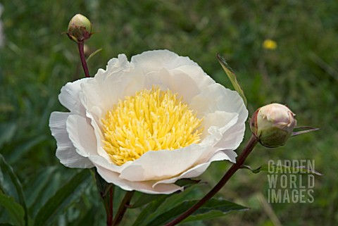 PAEONIA_LACTIFLORA_CHEDDAR_CHARM