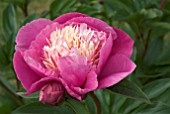 PAEONIA LACTIFLORA BOWL OF BEAUTY