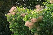 COTINUS COGGYGRIA - SMOKE BUSH