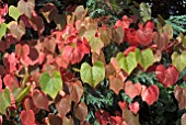 AUTUMNAL LEAVES OF VITIS COIGNETIAE