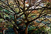 MATURE BRANCHES OF ACER PALMATUM IN AUTUMN AT MINTERNE, DORSET