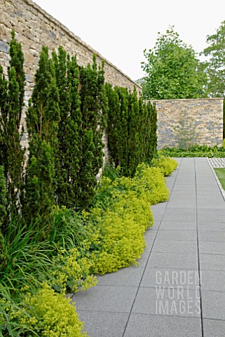 GARDEN_WALL_WITH_TAXUS_BACCATA_AND_ALCHEMILLA_MOLLIS