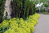 TAXUS BACCATA AND ALCHEMILLA MOLLIS WITH BRICK PAVOURS
