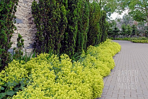 TAXUS_BACCATA_AND_ALCHEMILLA_MOLLIS_WITH_BRICK_PAVOURS