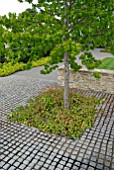 LIQUIDAMBER STYRACIFLUA WITH GROUND COVER PLANTING AND GRANITE SETTS