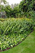 LAWN, FERNS AND IVY