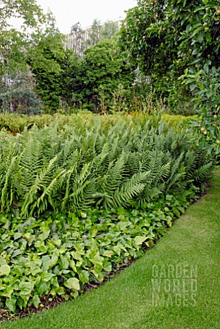 LAWN_FERNS_AND_IVY