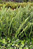 FERNS AND IVY