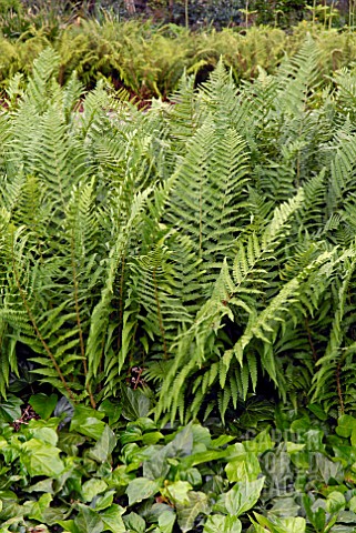 FERNS_AND_IVY