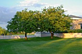 APPLE TREES IN UNDULATING LAWN IN CONTEMPORARY GARDEN DESIGN