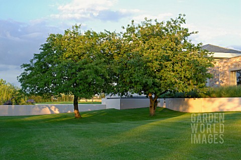 APPLE_TREES_IN_UNDULATING_LAWN_IN_CONTEMPORARY_GARDEN_DESIGN