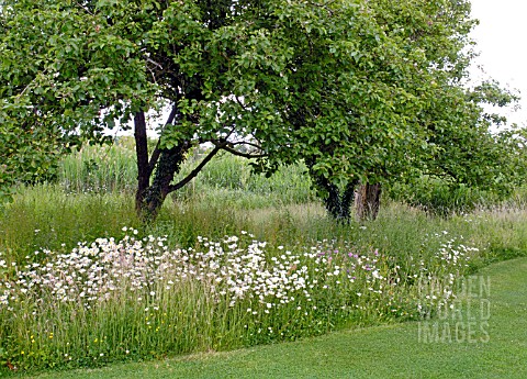WILD_FLOWER_AREA_IN_GARDEN_WITH_ORCHARD_TREES_AND_LEUCANTHEMUM_VULGARE