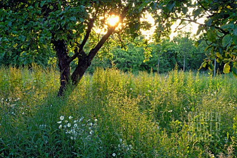 WILD_FLOWER_AREA_IN_GARDEN_WITH_ORCHARD_TREES_AND_LEUCANTHEMUM_VULGARE