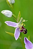 OPHRYS APIFERA, BEE ORCHID