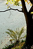 FERN AND ACER BY LAKESIDE AT MINTERNE, DORSET