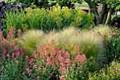 CENTRANTHUS RUBER AND STIPA TENUISSIMA IN GARDEN BORDER