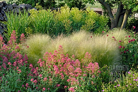 ISA1373- CENTRANTHUS RUBER AND STIPA TENUISSIMA IN G : Asset Details ...