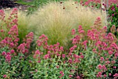 CENTRANTHUS RUBER AND STIPA TENUISSIMA IN GARDEN BORDER