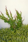 HAKONECHLOA GRASS AND PARTHENOCISSUS TRICUSPIDATA CLINGING TO WHITE RENDERED WALL