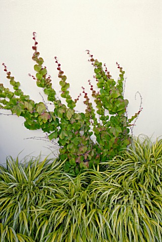 HAKONECHLOA_GRASS_AND_PARTHENOCISSUS_TRICUSPIDATA_CLINGING_TO_WHITE_RENDERED_WALL