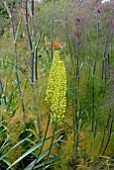 EREMURUS STENOPHYLLUS AND FOENICULUM VULGARE PURPUREUM