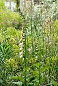 DIGITALIS SUTTONS APRICOT IN BORDER WITH STIPA GIGANTEA