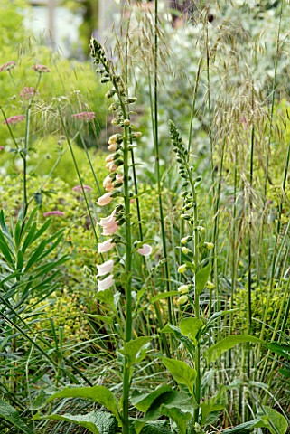 DIGITALIS_SUTTONS_APRICOT_IN_BORDER_WITH_STIPA_GIGANTEA