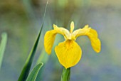 IRIS PSEUDACORUS