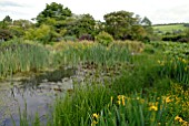 LARGE GARDEN POND WITH IRIS PSEUDACORUS AT HOLT FARM, SOMERSET