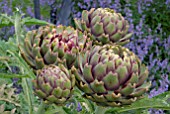 CYNARA SCOLYMUS, GLOBE ARTICHOKE