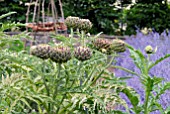 CYNARA SCOLYMUS, GLOBE ARTICHOKE