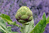 CYNARA SCOLYMUS, GLOBE ARTICHOKE