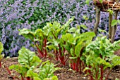 BEETROOT BOLTARDY IN RAISED VEGETABLE BED WITH CATMINT BEHIND