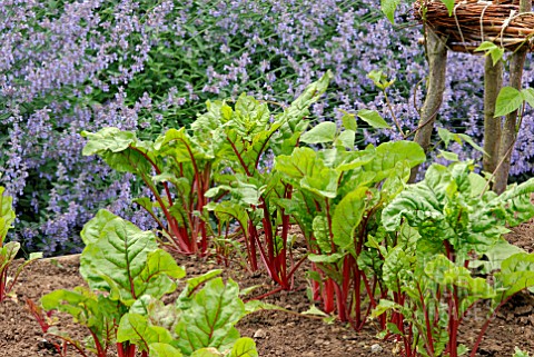 BEETROOT_BOLTARDY_IN_RAISED_VEGETABLE_BED_WITH_CATMINT_BEHIND