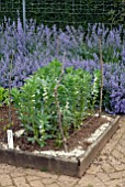 BROAD BEAN STEREO IN RAISED BED WITH ORGANIC OYSTER SHELL SLUG AND SNAIL DETERRENT AND CATMINT IN BORDER