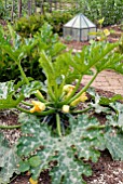 COURGETTE PLANT IN RAISED BED IN VEGETABLE GARDEN AT HOLT FARM, SOMERSET