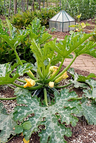 COURGETTE_PLANT_IN_RAISED_BED_IN_VEGETABLE_GARDEN_AT_HOLT_FARM_SOMERSET