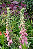 DIGITALIS X MERTONENSIS