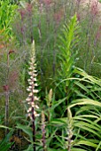 DIGITALIS FERRUGINEA AND FOENICULUM VULGARE PURPUREUM