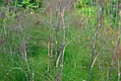 FOENICULUM VULGARE PURPUREUM