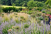 ALLIUM SEEDHEADS IN COUNTRY GARDEN