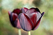 TULIPA QUEEN OF NIGHT