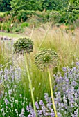 ALLIUM SEEDHEADS IN COUNTRY GARDEN