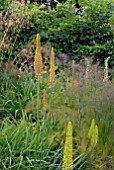 EREMURUS AND FOENICULUM VULGARE PURPUREUM