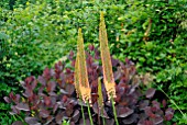 EREMURUS AND COTINUS COGGYGRIA