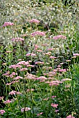 PIMPINELLA MAJOR ROSEA