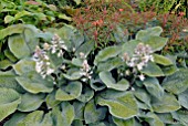 HOSTA SIEBOLDIANA AND EUPHORBIA GRIFFITHII FIREGLOW