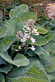 HOSTA SIEBOLDIANA